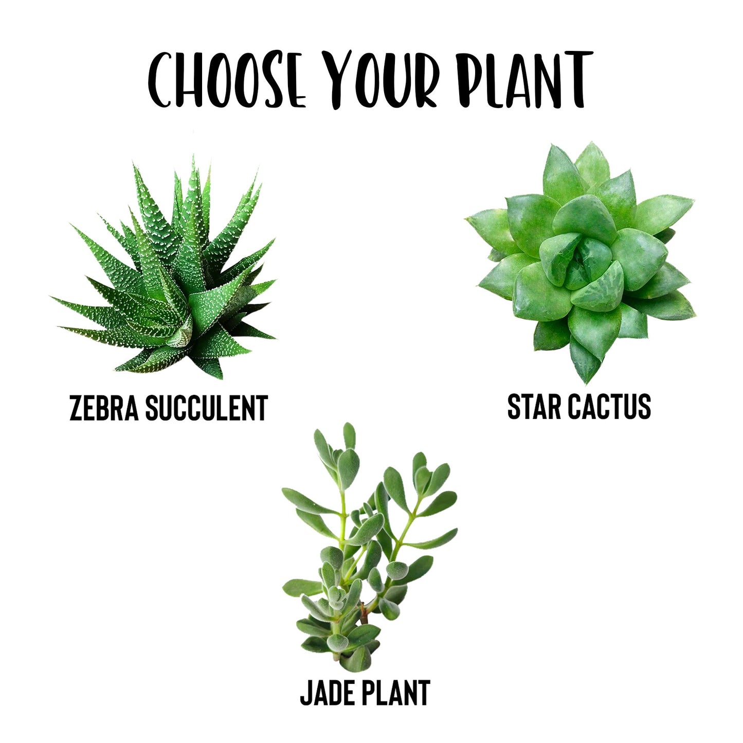 Plant Lover Gifts ~ Plant Smiles Succulent Gift Box Desk Plant teelaunch