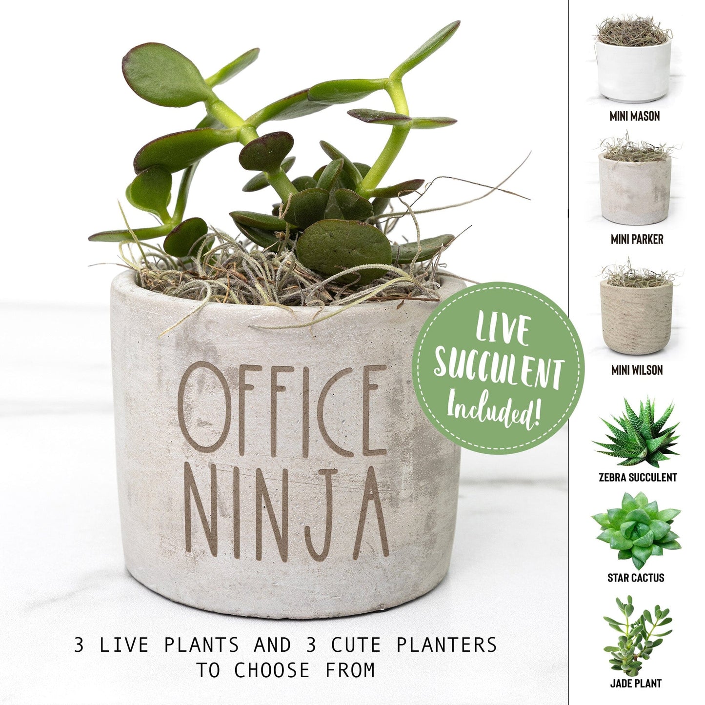 Secretaries Day, Office Ninja ~ Succulent Gift Box for Secretary or Office Admin Team Members Desk Plant teelaunch