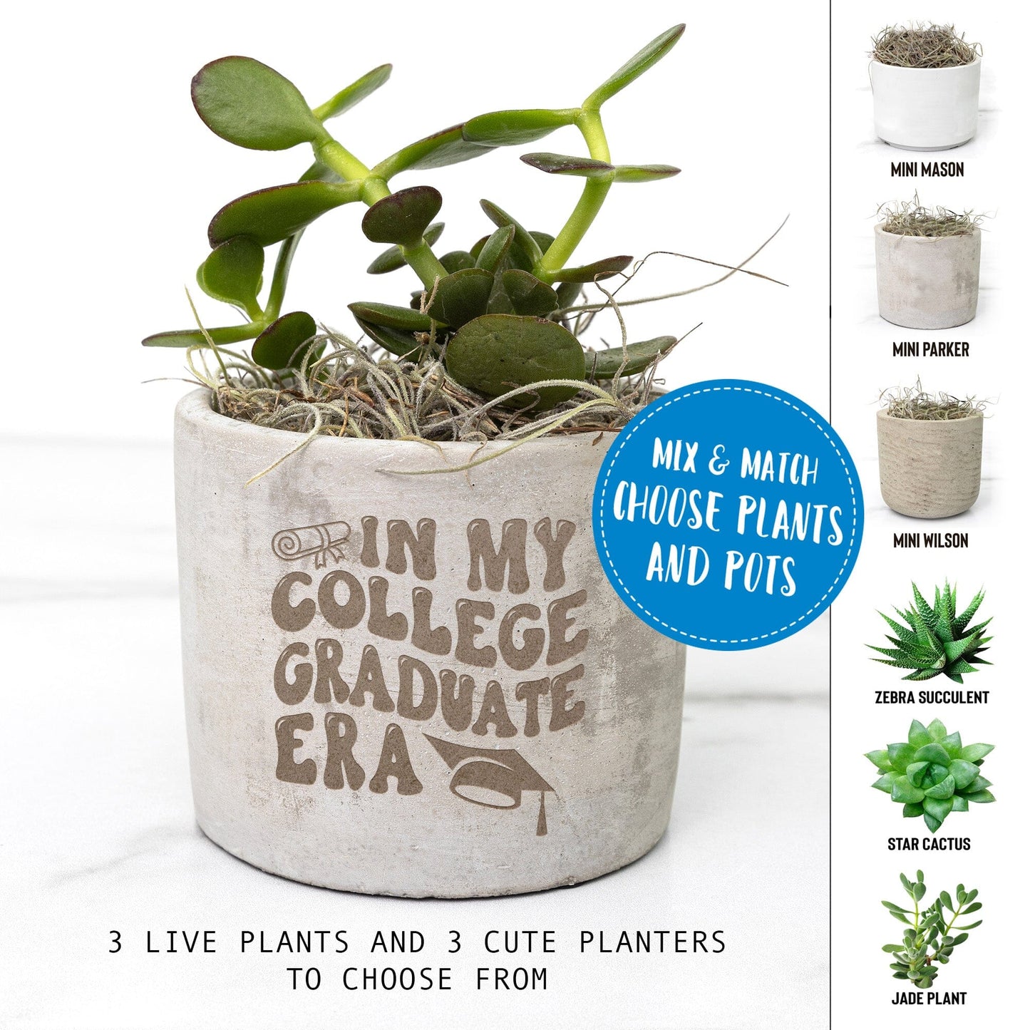 Gifts for Graduates ~ Succulent Gift Box for College Graduates Desk Plant teelaunch
