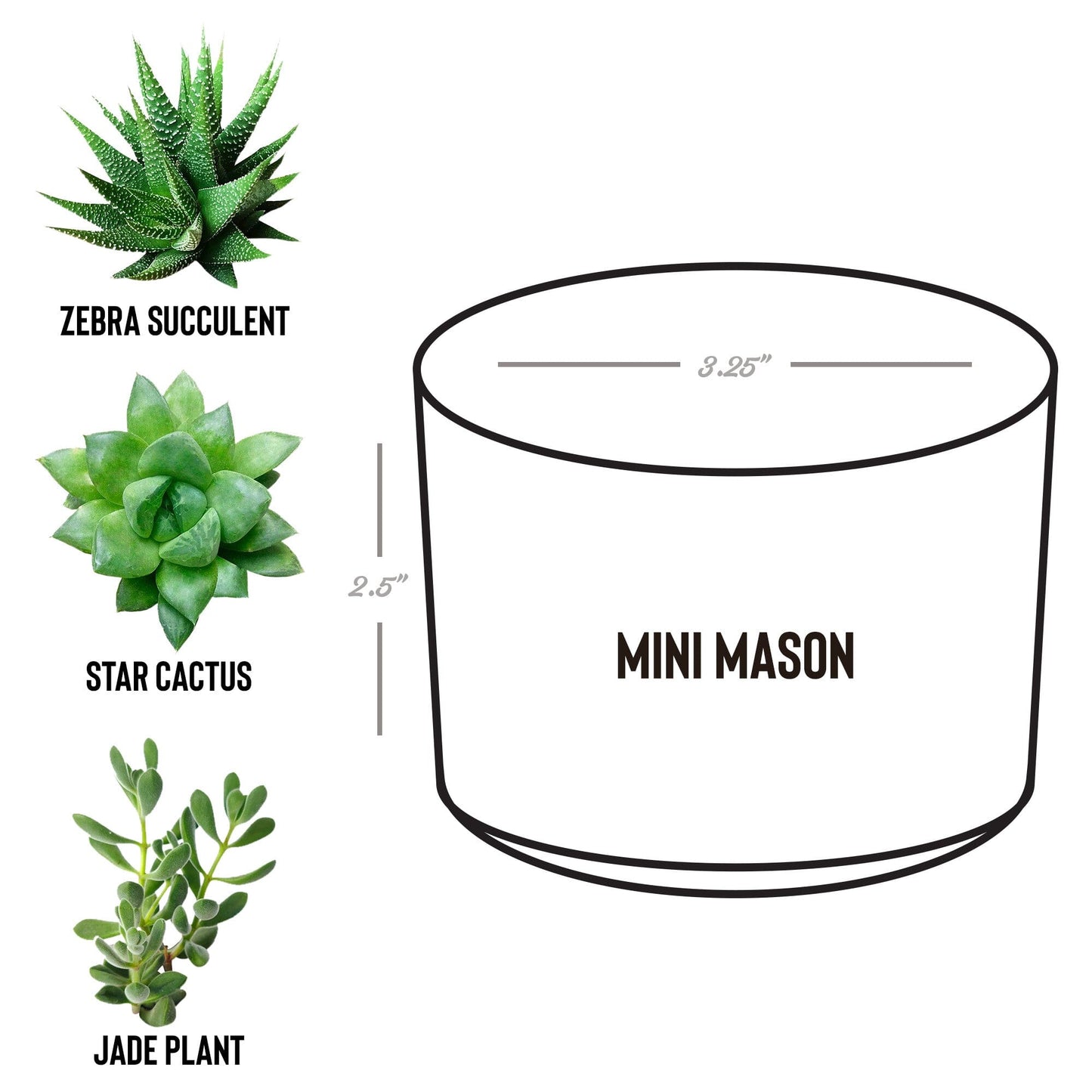 Mental Health Awareness Plant, Encouragement Gifts for Best Friend, Breast Cancer Awarness Gifts for Wife Desk Plant teelaunch Mason Grey Jade 