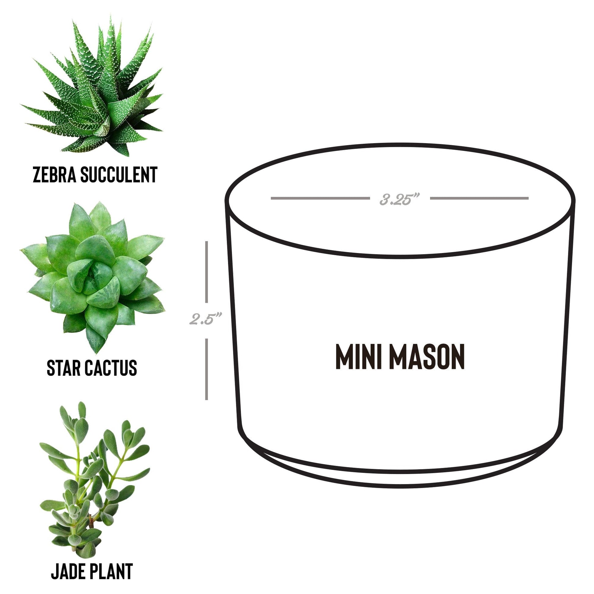Mental Health Awareness Plant, Encouragement Gifts for Best Friend, Breast Cancer Awarness Gifts for Wife Desk Plant teelaunch Mason Grey Jade 