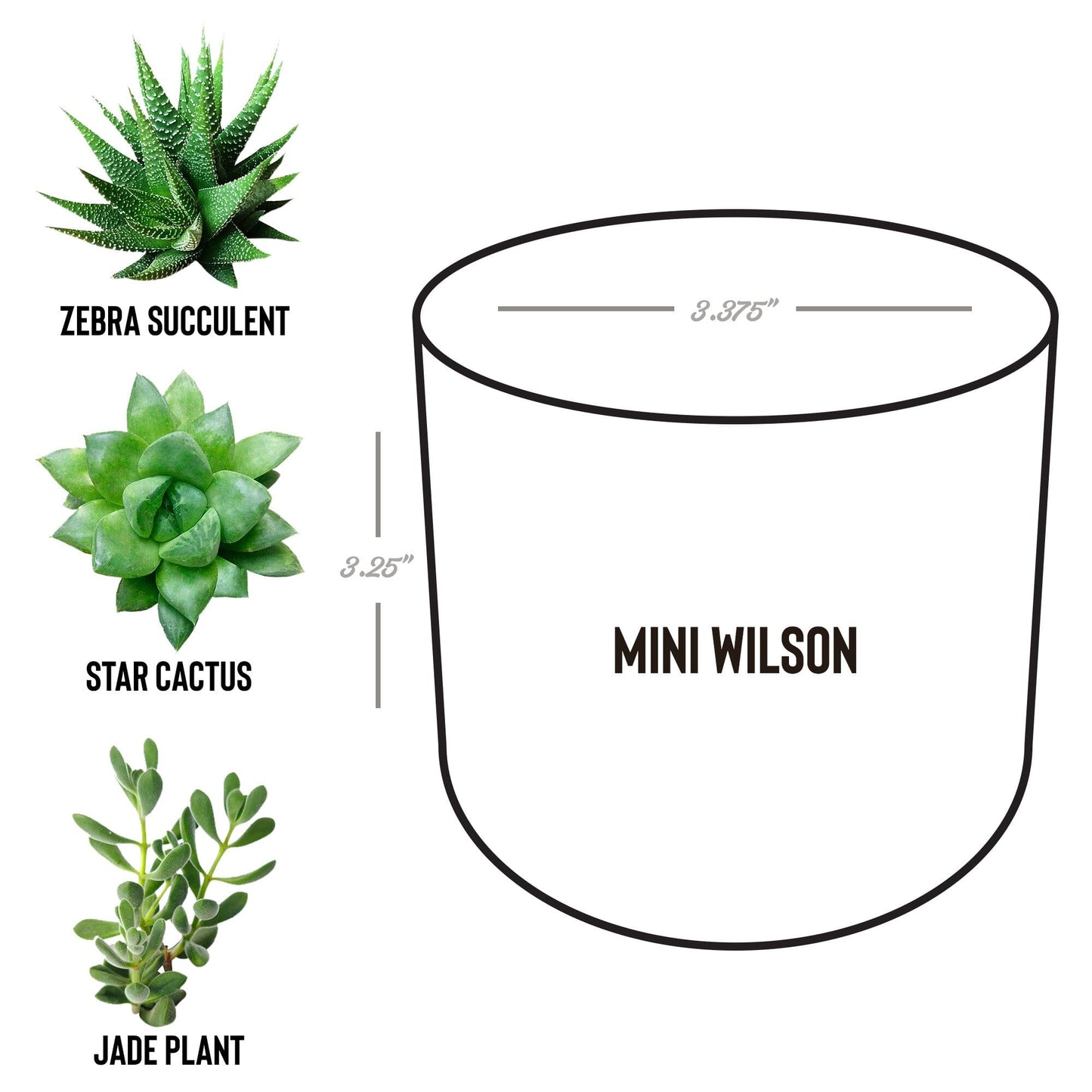 Mental Health Awareness Plant, Encouragement Gifts for Best Friend, Breast Cancer Awarness Gifts for Wife Desk Plant teelaunch Wilson Jade 