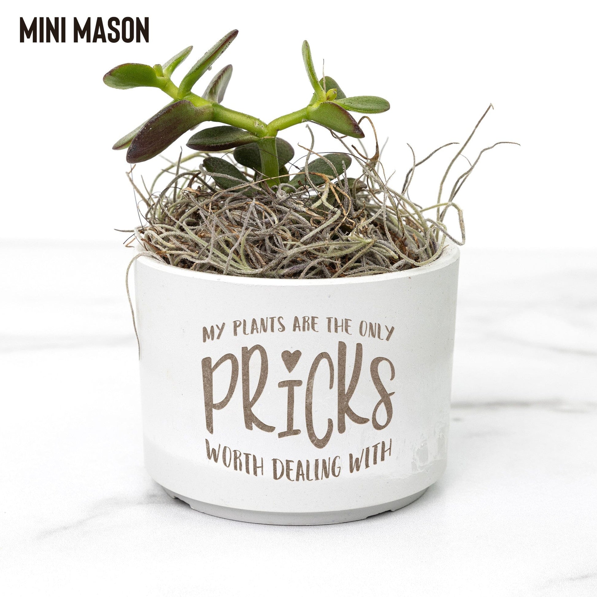 My Plants Are The Only Pricks Worth Dealing With ~ Succulent Gift Box Desk Plant teelaunch Mason Grey Jade 