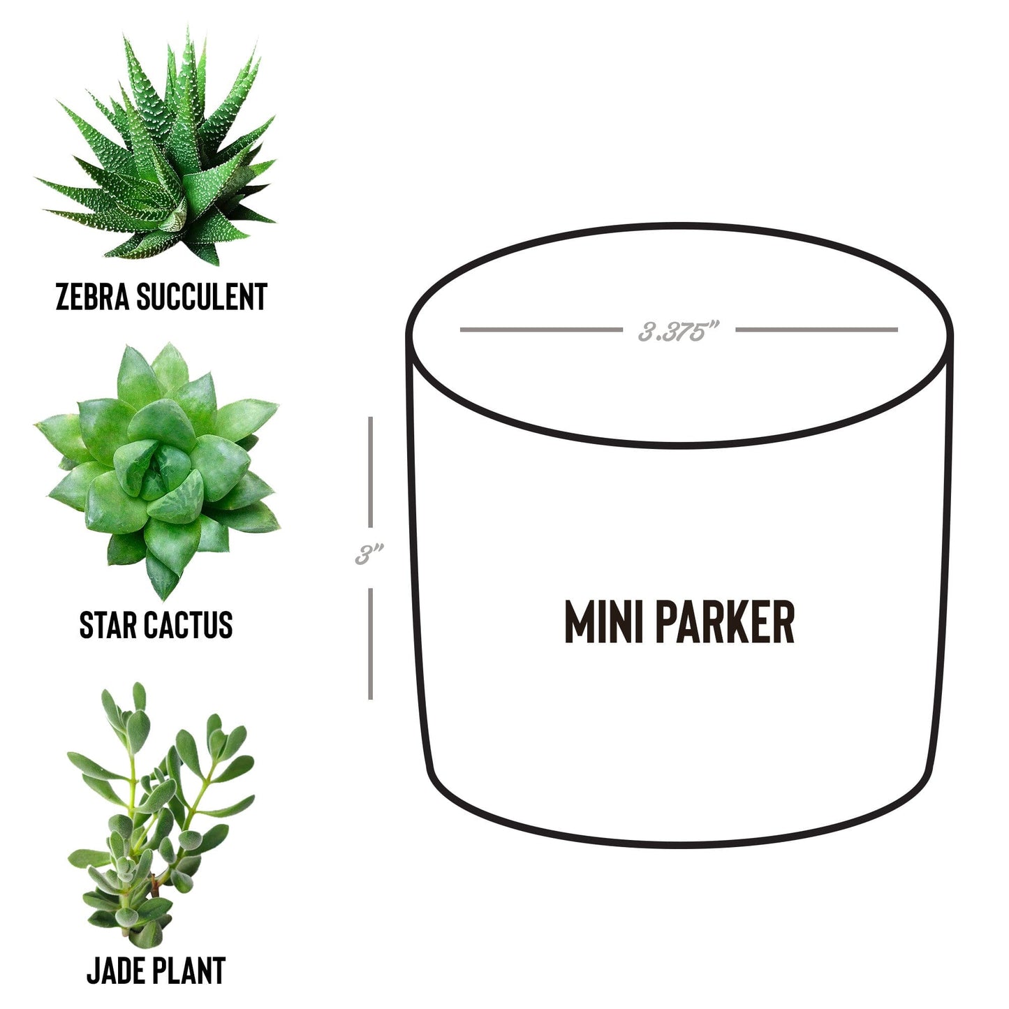 The Holidays Succ Without You, Holiday Succulent Gift Box for Girlfriend Desk Plant teelaunch 