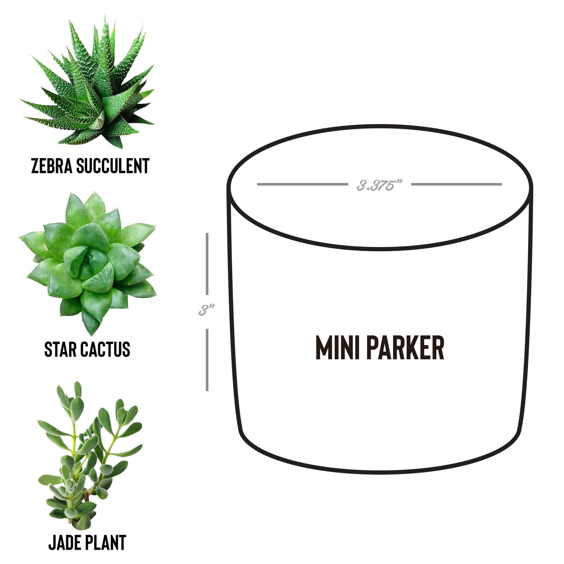 The Holidays Succ Without You, Holiday Succulent Gift Box for Girlfriend Desk Plant teelaunch 