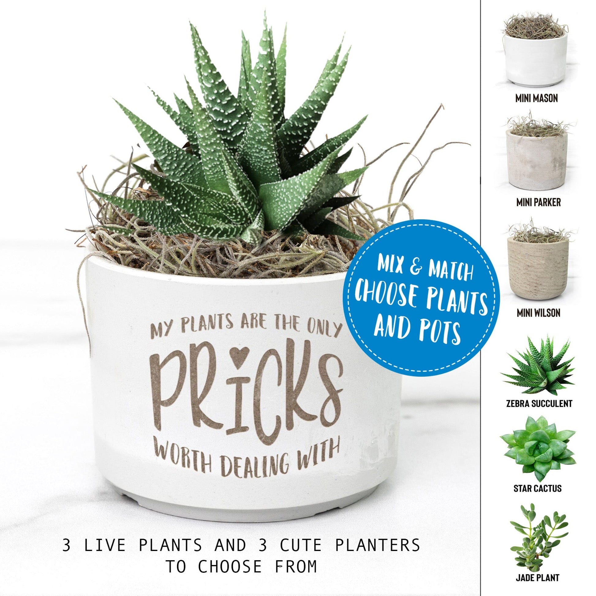 My Plants Are The Only Pricks Worth Dealing With ~ Succulent Gift Box Desk Plant teelaunch 