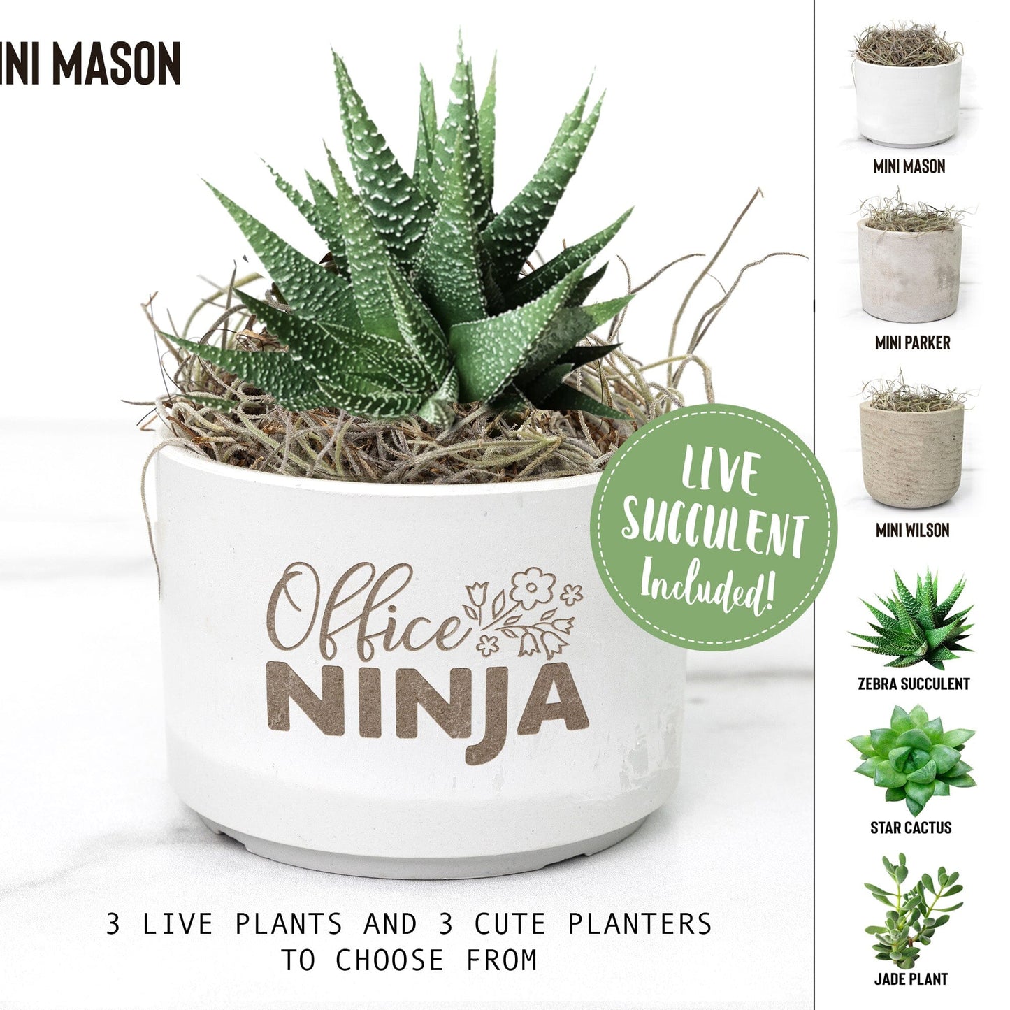 Office Ninja, Secretaries Day Gifts ~ Succulent Gift Boxes for Office Administration Team Desk Plant teelaunch 