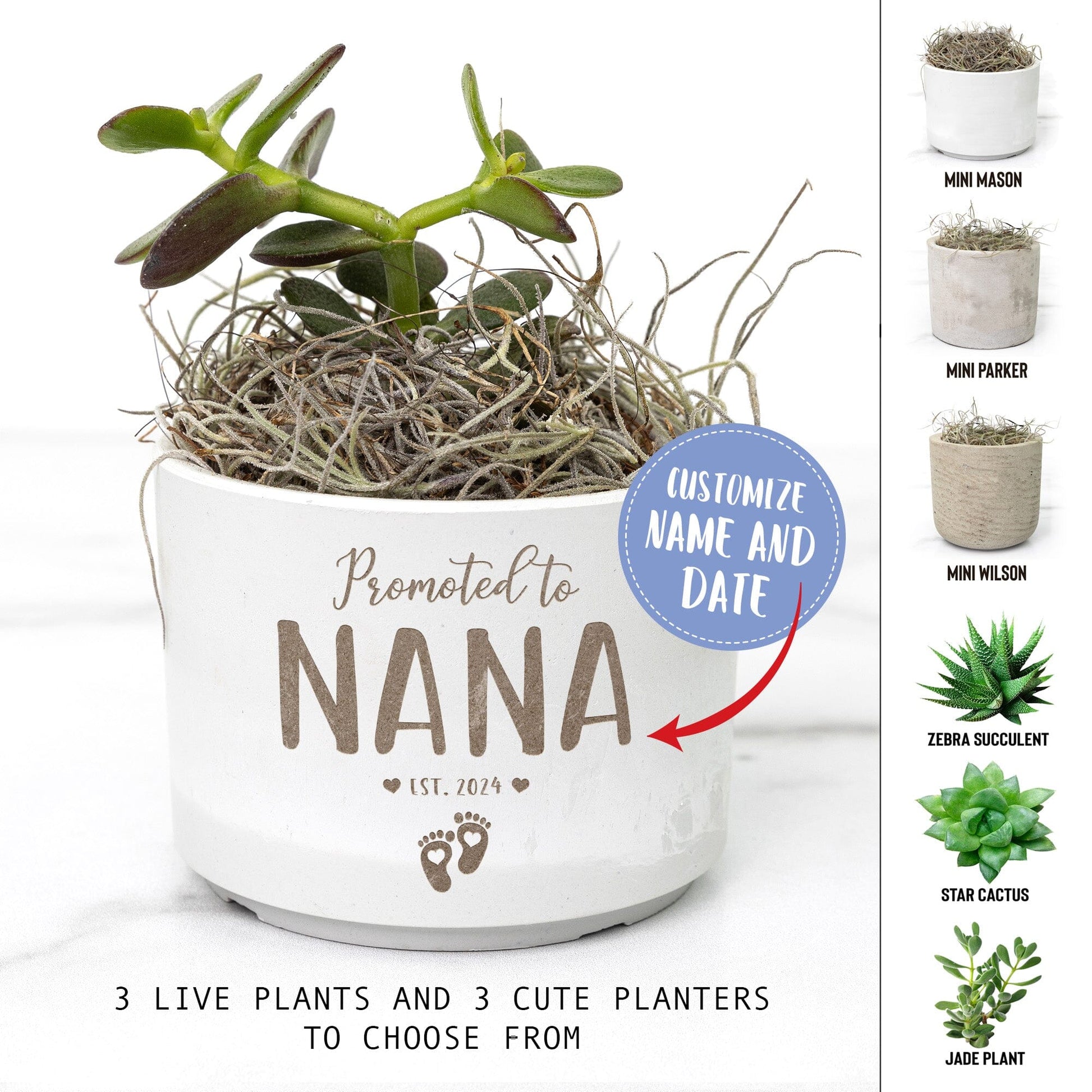 Pregnancy Announcement, Promoted to Nana ~ Mini Succulent Gift Box Baby Bump News, Personalized Flower Pot Office teelaunch 